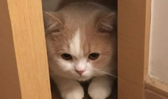 猫咪为什么发冷啊怎么回事 猫咪为什么发冷啊怎么回事