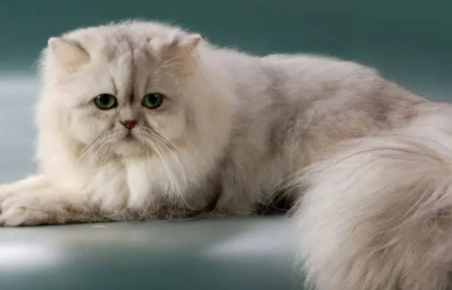 波斯猫的尾巴像什么?原来像这个~ 波斯猫的尾巴像什么?原来像这个~
