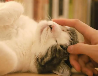 猫咪为什么要用头蹭 猫咪为什么要用头蹭