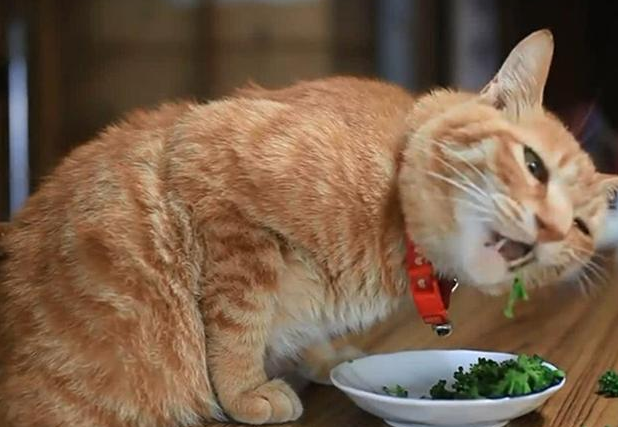 猫咪为什么吃饭的时候会叫 猫咪为什么吃饭的时候会叫