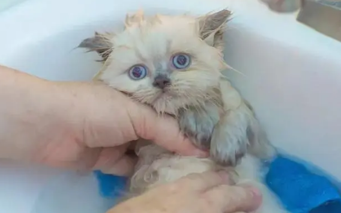 猫咪可以随时洗澡吗为什么不洗