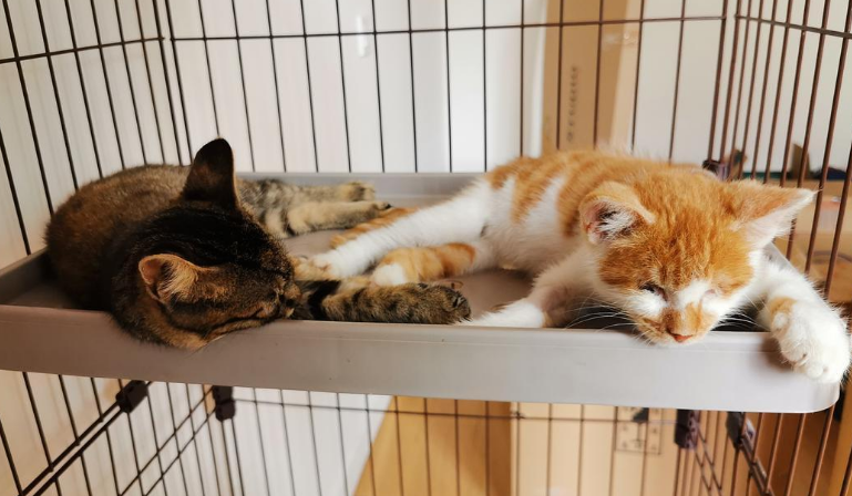 狸花猫和橘白猫生出什么颜色的猫