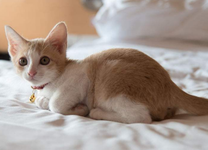 猫为什么老是尿床上 猫为什么老是尿床上
