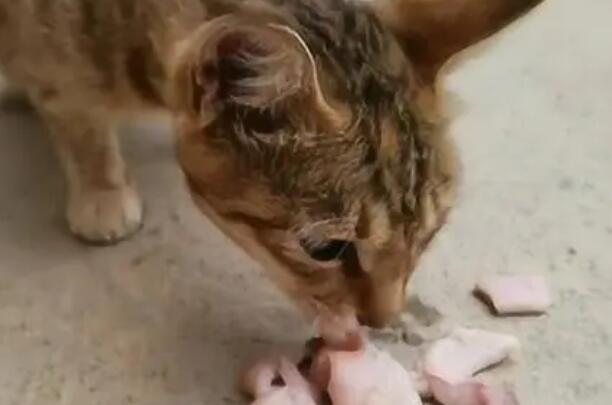 猫咪吃肉为什么放地上吃 猫咪吃肉为什么放地上吃