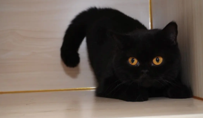 为什么黑色的猫咪白天很冷呢 为什么黑色的猫咪白天很冷呢