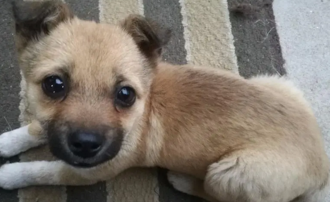 中华田园犬的缺点和优点,这样的它宠主还喜欢吗? 中华田园犬的缺点和优点,这样的它宠主还喜欢吗?