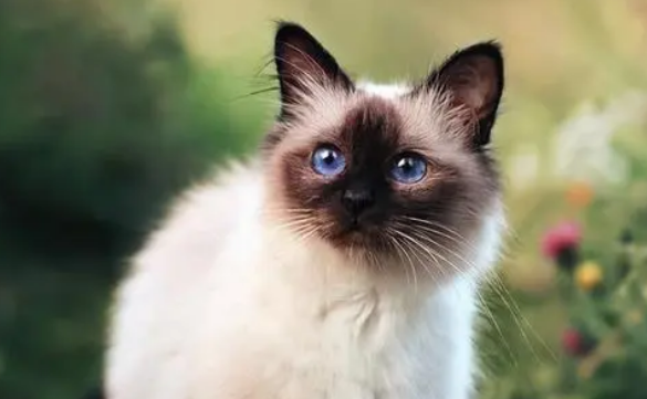 喜马拉雅猫怎么训练?来了解下吧 喜马拉雅猫怎么训练?来了解下吧