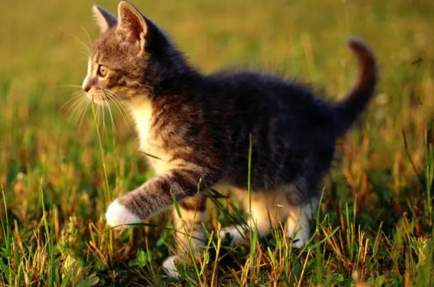 猫在山上会生存吗