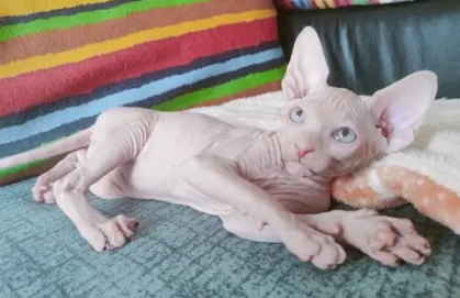 斯芬克斯猫好养吗?速速来get 斯芬克斯猫好养吗?速速来get