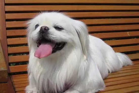 北京犬怎么照顾?来瞧一瞧吧 北京犬怎么照顾?来瞧一瞧吧