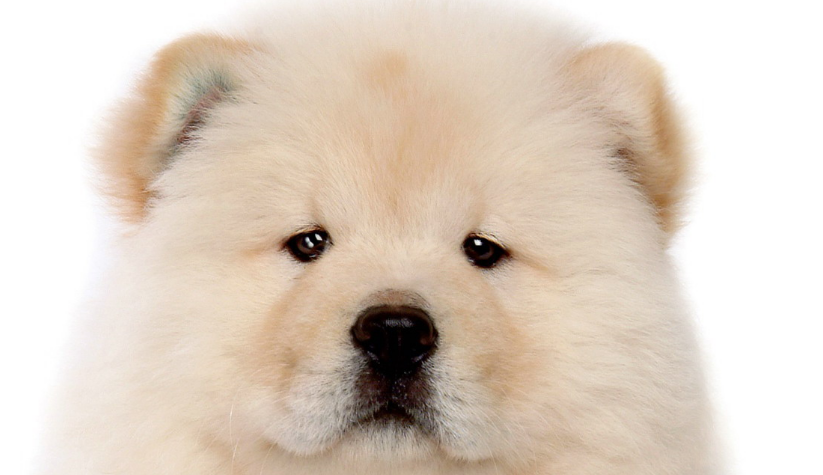 松狮犬为什么忠心？小编来和大家说说！-宠物网
