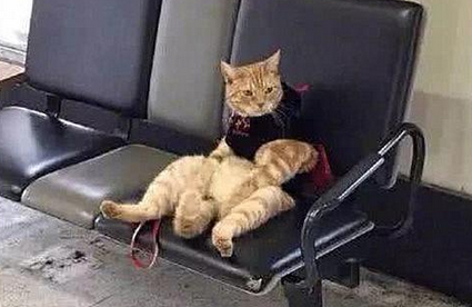 去车站接女友时,把猫咪遗忘在长椅上 去车站接女友时,把猫咪遗忘在长椅上