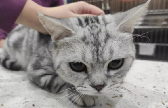 猫被打屈服的表现