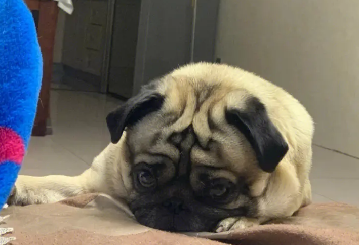 巴哥犬为什么不会叫?原因很简单 巴哥犬为什么不会叫?原因很简单