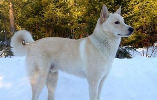 卡南犬叼东西训练方法,你们看懂了吗? 卡南犬叼东西训练方法,你们看懂了吗?