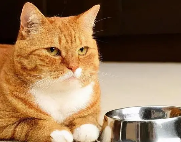 猫咪为什么食量变小呢