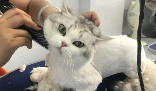 为什么猫头上的毛不能剃