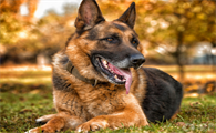 德国牧羊犬怎么看纯不纯?一文教会你!