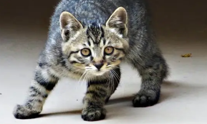 怎么样驱逐野猫