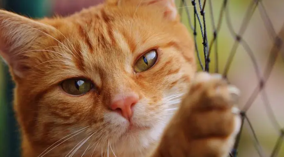 猫温顺还是狗温顺