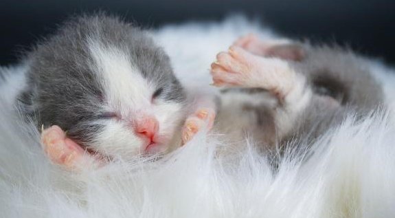 小猫出生几天过危险期