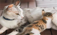 猫咪为什么不能控制自己的行为