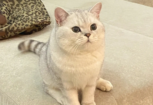 正宗银渐层猫图片 正宗银渐层猫图片