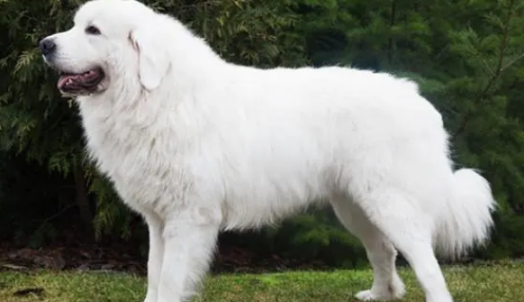 为什么很少人养大白熊犬?你有没有了解呢? 为什么很少人养大白熊犬?你有没有了解呢?