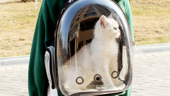 猫包一般多少钱一个 猫包一般多少钱一个
