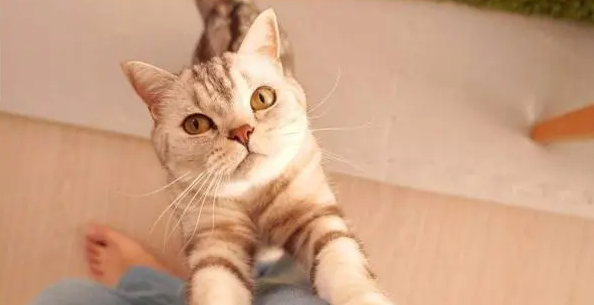 为什么孩子喜欢猫咪的味道呢