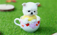 茶杯犬喂食的三大禁忌是什么?主人要了解下