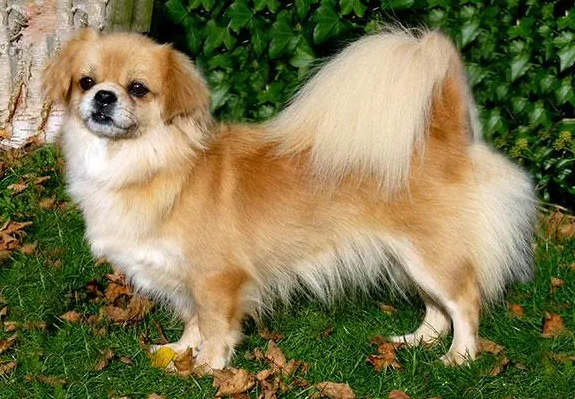 西藏猎犬发烧怎么治疗?赶快学习一下 西藏猎犬发烧怎么治疗?赶快学习一下