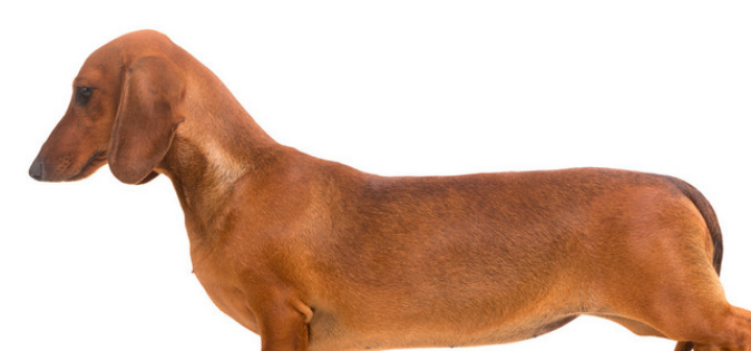 腊肠犬能吃鸡蛋吗?为什么? 腊肠犬能吃鸡蛋吗?为什么?