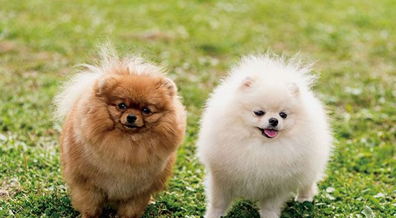 养博美犬要注意什么 养博美犬要注意什么