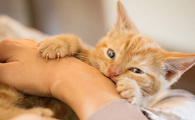 猫咪为什么会突然发疯咬人