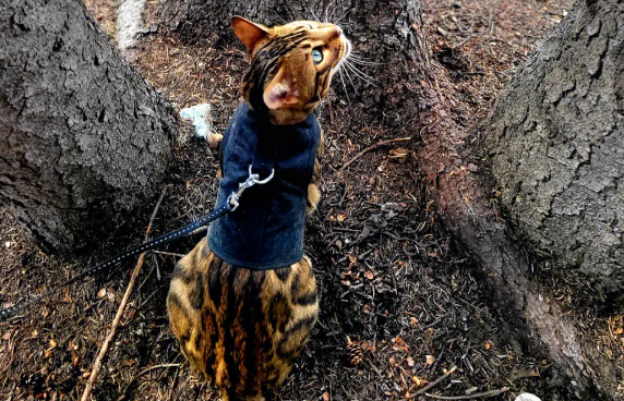 亚洲豹猫是猫还是豹？一文替你解答