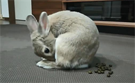 兔子突然不排便了