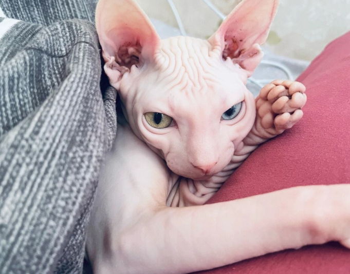 斯芬克斯猫生气的表现