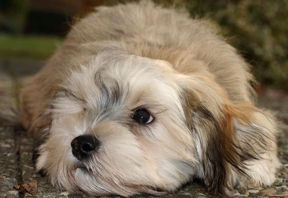 哈瓦那犬拉稀怎么办？来这里了解下吧