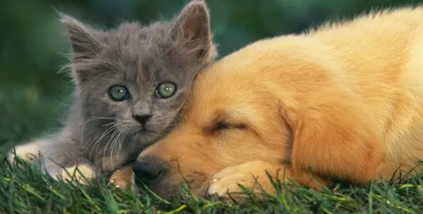 猫咪扑到狗狗怀里原因是 猫咪扑到狗狗怀里原因是