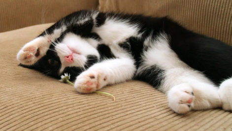 猫咪为什么总是蹭背部睡觉