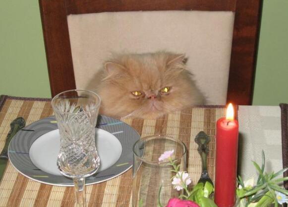猫咪死了为什么要点蜡烛
