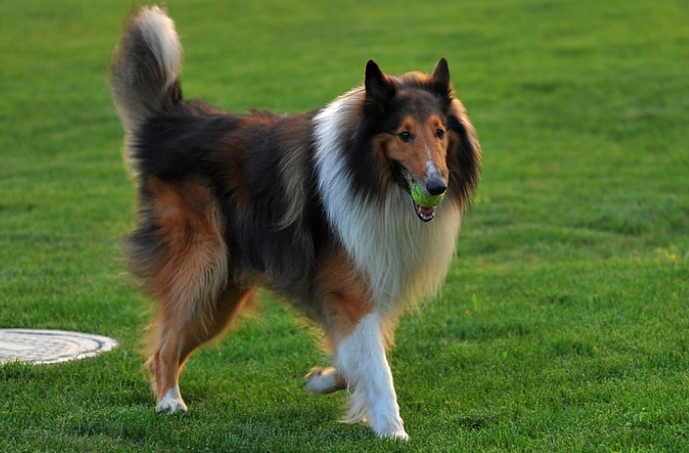 苏格兰牧羊犬喂食要点及注意事项,饲养须知~ 苏格兰牧羊犬喂食要点及注意事项,饲养须知~