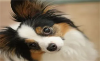 蝴蝶犬乱吠叫怎么停止的好?想养的铲屎官来看看~