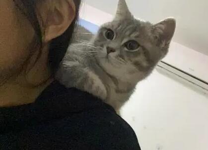 猫咪为什么爱上肩膀咬人呢 猫咪为什么爱上肩膀咬人呢