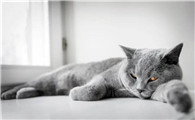 猫咪你为什么这么胖呢
