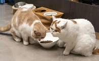养猫必须买的东西有哪些
