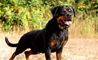 罗威纳犬一生认几个主人?一文告诉你!