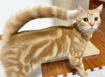 猫睡觉为什么尾巴一直摇