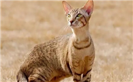 埃及猫性格怎样？适合家养吗？